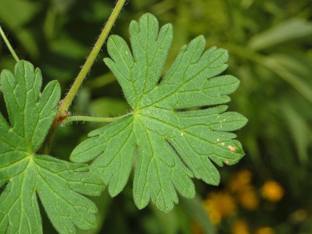 Geranium molle